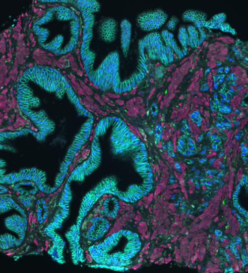 Marigold Jane Kuykendall